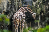Giraffe in Taipei Zoo Wenshan District,  Taipei City,  Taiwan, Asia