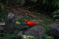 Birds of Taipei Zoo Wenshan District,  Taipei City,  Taiwan, Asia