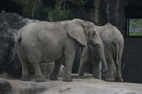 African Elephants in Taipei Zoo Wenshan District,  Taipei City,  Taiwan, Asia