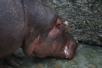 Hippo in Taipei Zoo Wenshan District,  Taipei City,  Taiwan, Asia