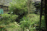 butterfly garden 日月潭纜車站(青年活動,  Yuchi Township,  Taiwan Province,  Taiwan, Asia
