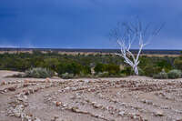 20241024153639_Solitary_White_Tree_in_Lightning_Ridge