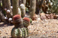 20241025115006_Cactus_Garden_in_Lightning_Ridge