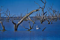 20241029171027_Pelican_Amongst_Dead_Trees_in_Menindee_Lake