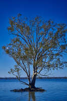 20241029180900_Solitary_Tree_in_Menindee_Lake