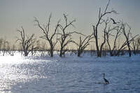 20241029181117_Birds_and_Dead_Trees_at_Menindee_Lake