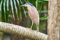 20241021115832_Heron_Perched_on_a_Branch