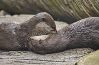 20241021142106_Otters_Cuddling_on_a_Log