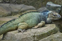 20241021154851_Resting_Iguana_on_Rocks