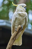 20241021160749_Sulphur-Crested_Cockatoo_Perched_on_a_Branch