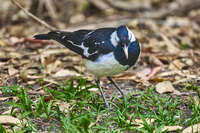 20241021161114_Magpie-Lark_Foraging_on_the_Ground