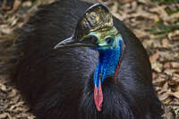 20241021161233_Close-Up_of_a_Cassowary