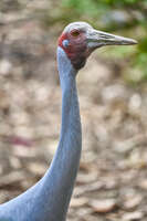 20241021161849_Close-Up_of_a_Sarus_Crane