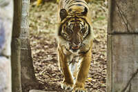 20241021162921_Tiger_Walking_Through_Enclosure