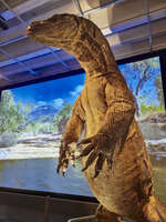 Komodo Dragon Exhibit at Queensland Museum 