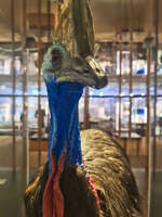 Cassowary Exhibit at Queensland Museum 