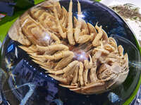 Giant Isopod Exhibit at Queensland Museum 