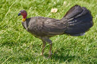 Australian Brush-turkey in Buddina 