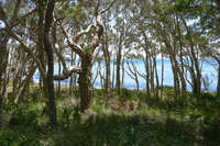 Serene Coastal Forest in Noosa Heads 