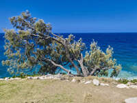 Windswept Tree Overlooking the Ocean at Sunshine Beach 