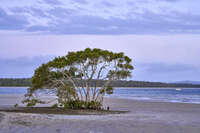 Lone Tree at Tin Can Bay 