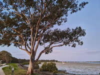 Majestic Tree by Tin Can Bay 