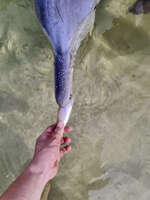 Feeding a Dolphin at Tin Can Bay 