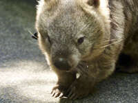 Close-Up of a Wombat at Australian Zoo 