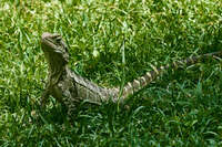 Lizard in the Grass at Australian Zoo 