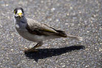 Bird on Pavement at Australian Zoo 