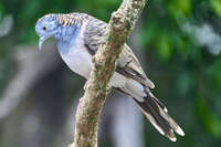 Peaceful Bird Perched on a Branch 