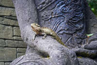 Lizard on Stone Sculpture at Australian Zoo 