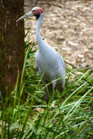 Sarus Crane at Australian Zoo 