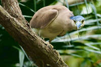 Nankeen Night Heron at Australian Zoo 