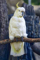 Sulphur-Crested Cockatoo at Australian Zoo 