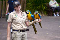 Zookeeper with Macaws at Australian Zoo 