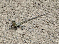 Lizard on Sandy Ground at Australian Zoo 