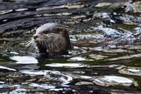 Otter Swimming at Australian Zoo 