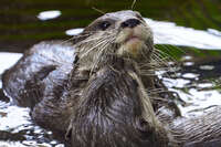 Otter at Australian Zoo 