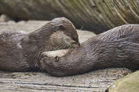 Otters Cuddling on a Log 