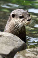 Curious Otter at Australian Zoo 