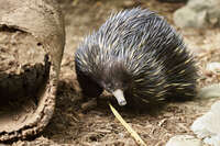 Echidna at Australian Zoo 