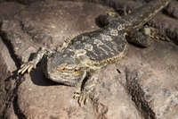 Bearded Dragon at Australian Zoo 