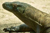 Komodo Dragon at Australian Zoo 