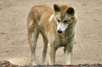 Dingo at Australian Zoo 