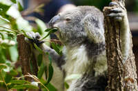 Koala Eating Eucalyptus at Australian Zoo 