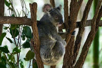 Koala Climbing a Tree at Australian Zoo 