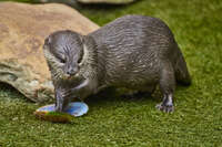 Otter with a Clam Shell 