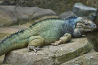 Resting Iguana on Rocks 