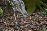 Curious Bird Foraging on the Ground 